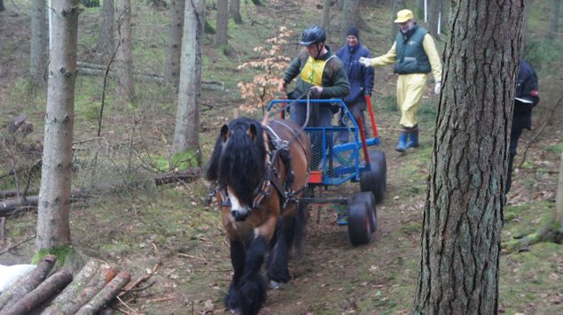 Idag tog vi oss till Tolleröd utanför Klippan o tittade på DM i skogskörning med häst. Många duktiga kuskar o hästar . 